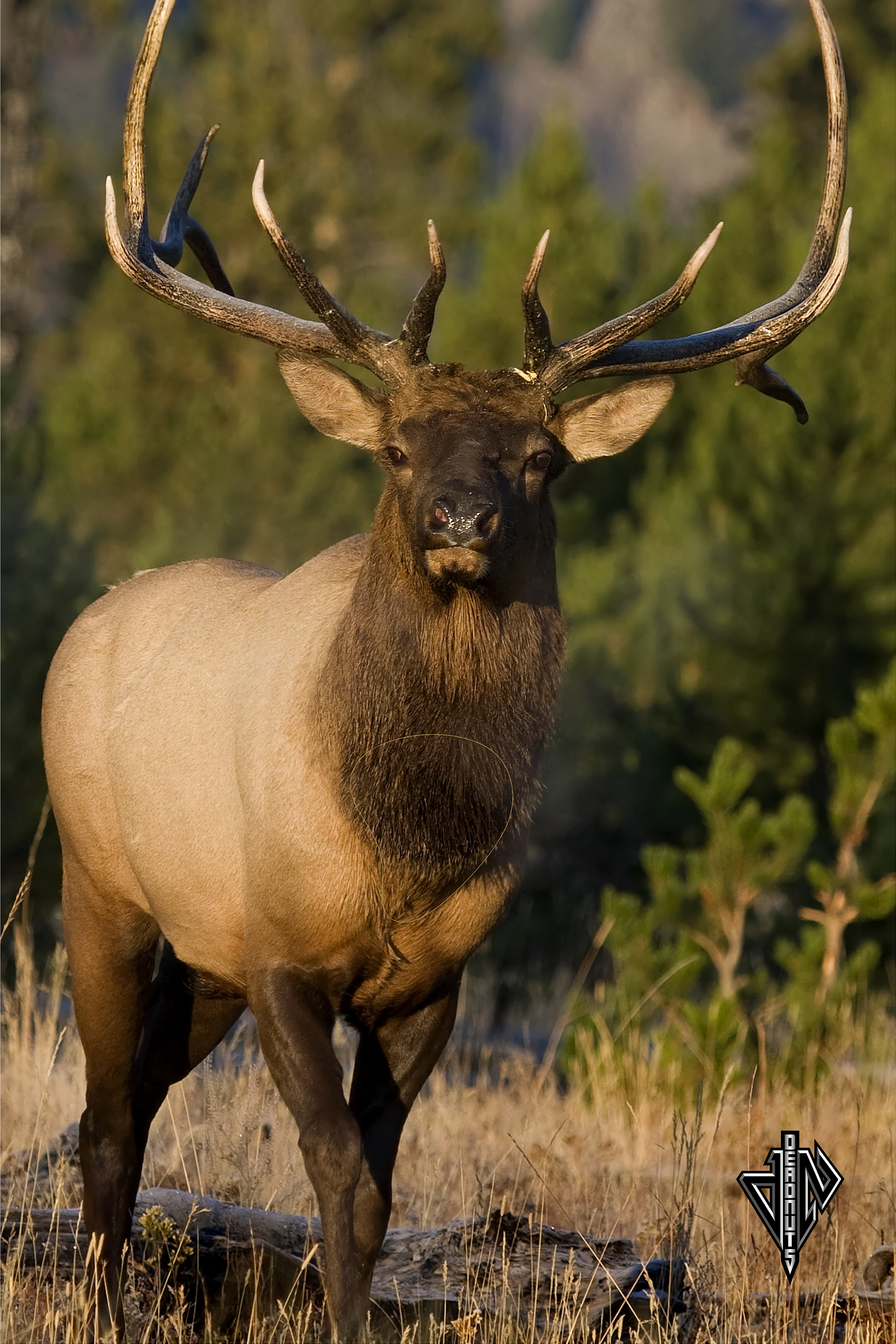 Frontal Elk Mini Banner Target