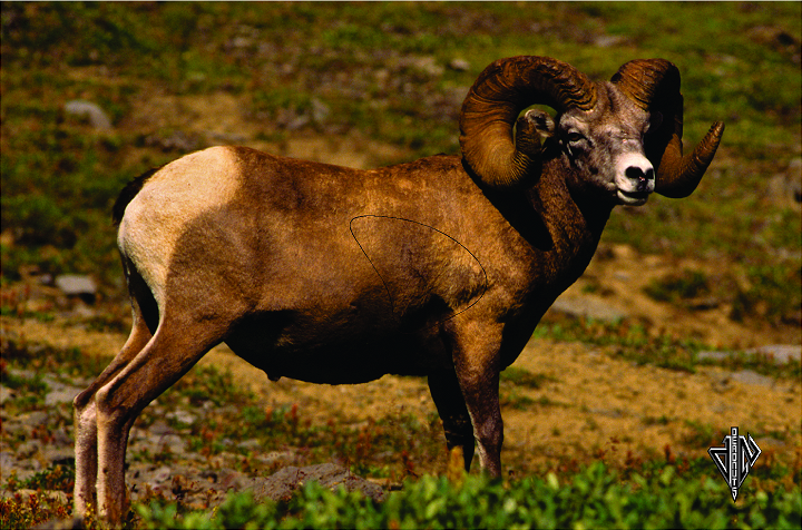 Deadnuts Bighorn Broadside Lifesize Banner Target