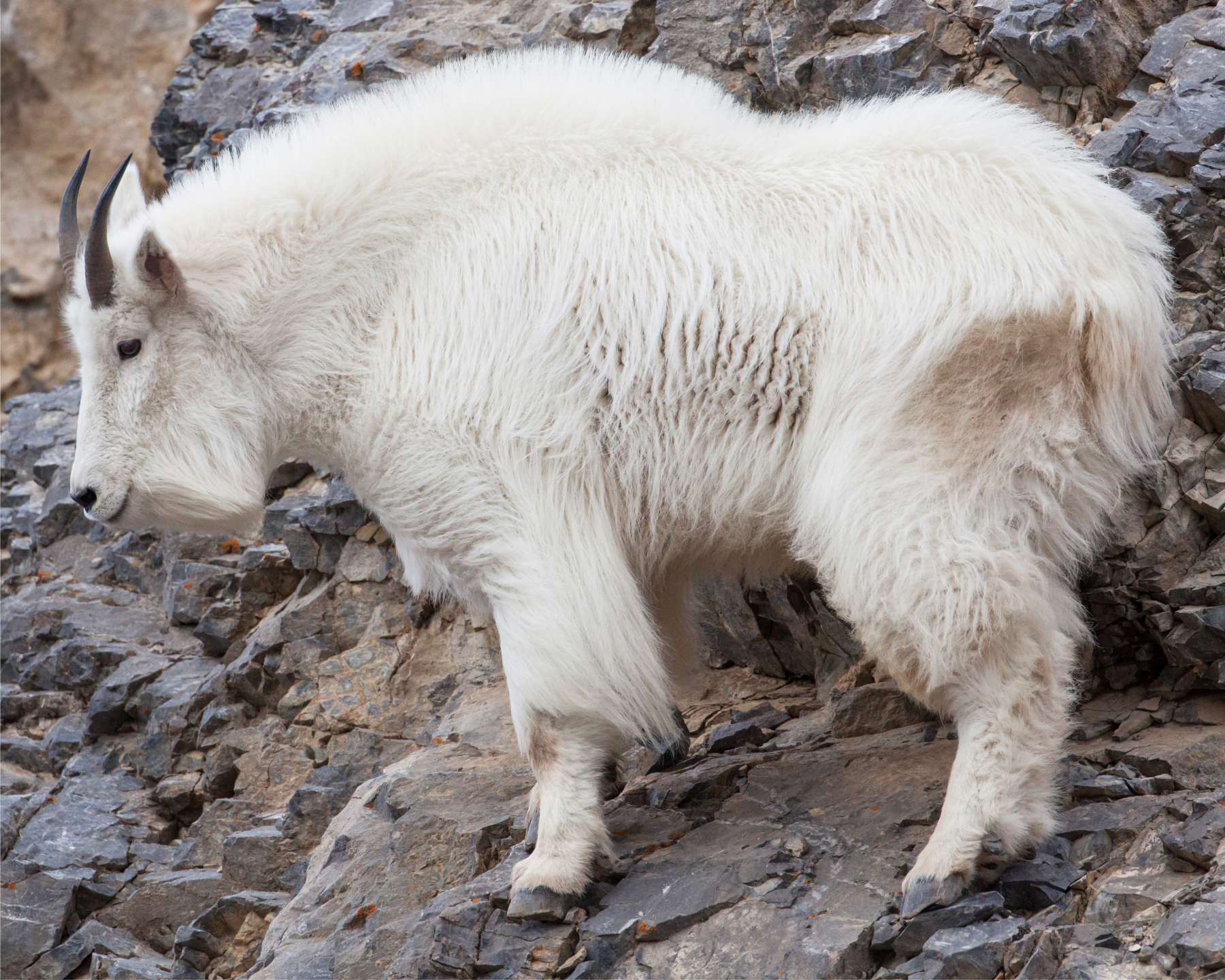 2D "Billy" Mountain Goat Broadside Target
