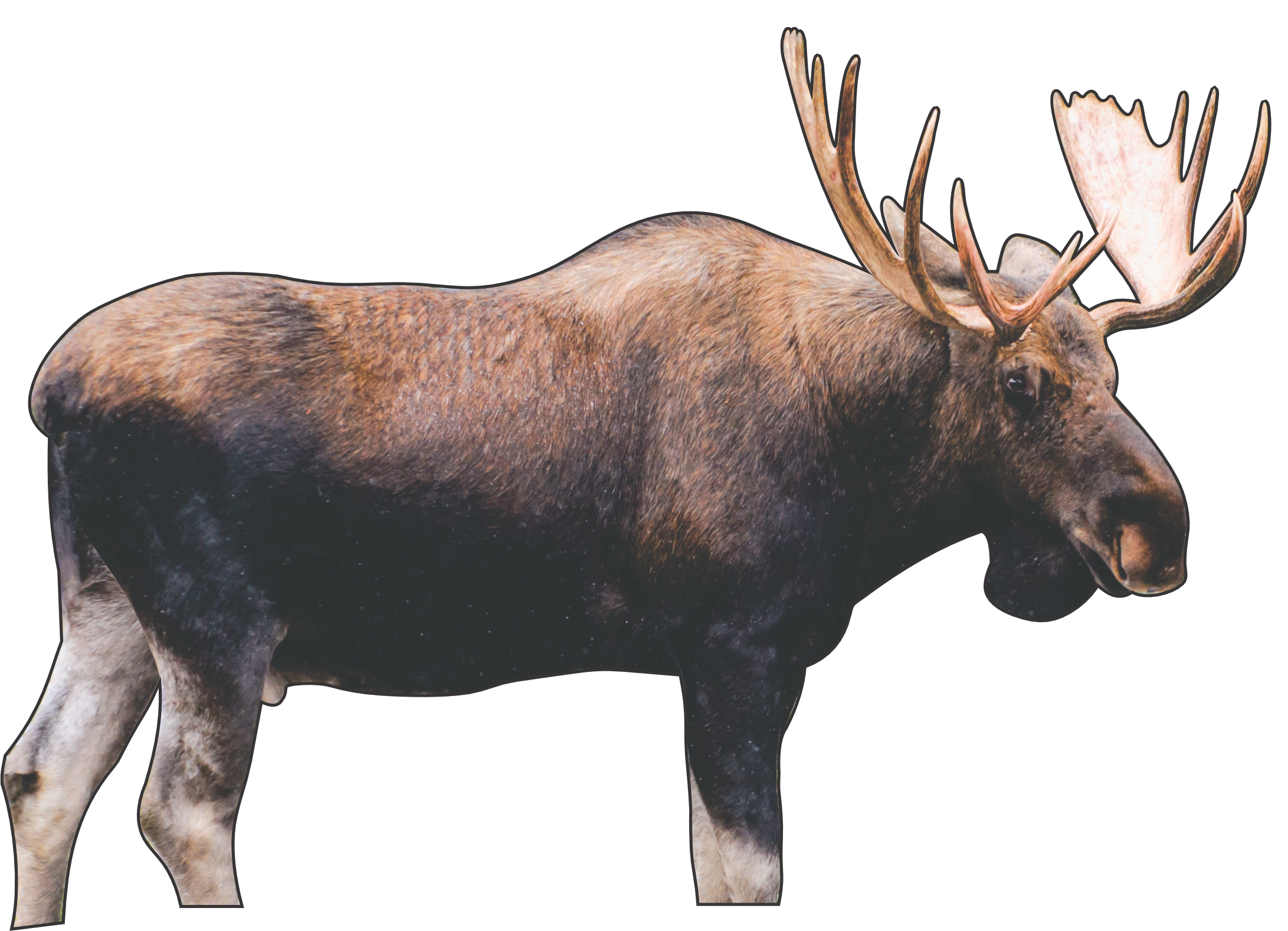 2D "Marty" Moose Target