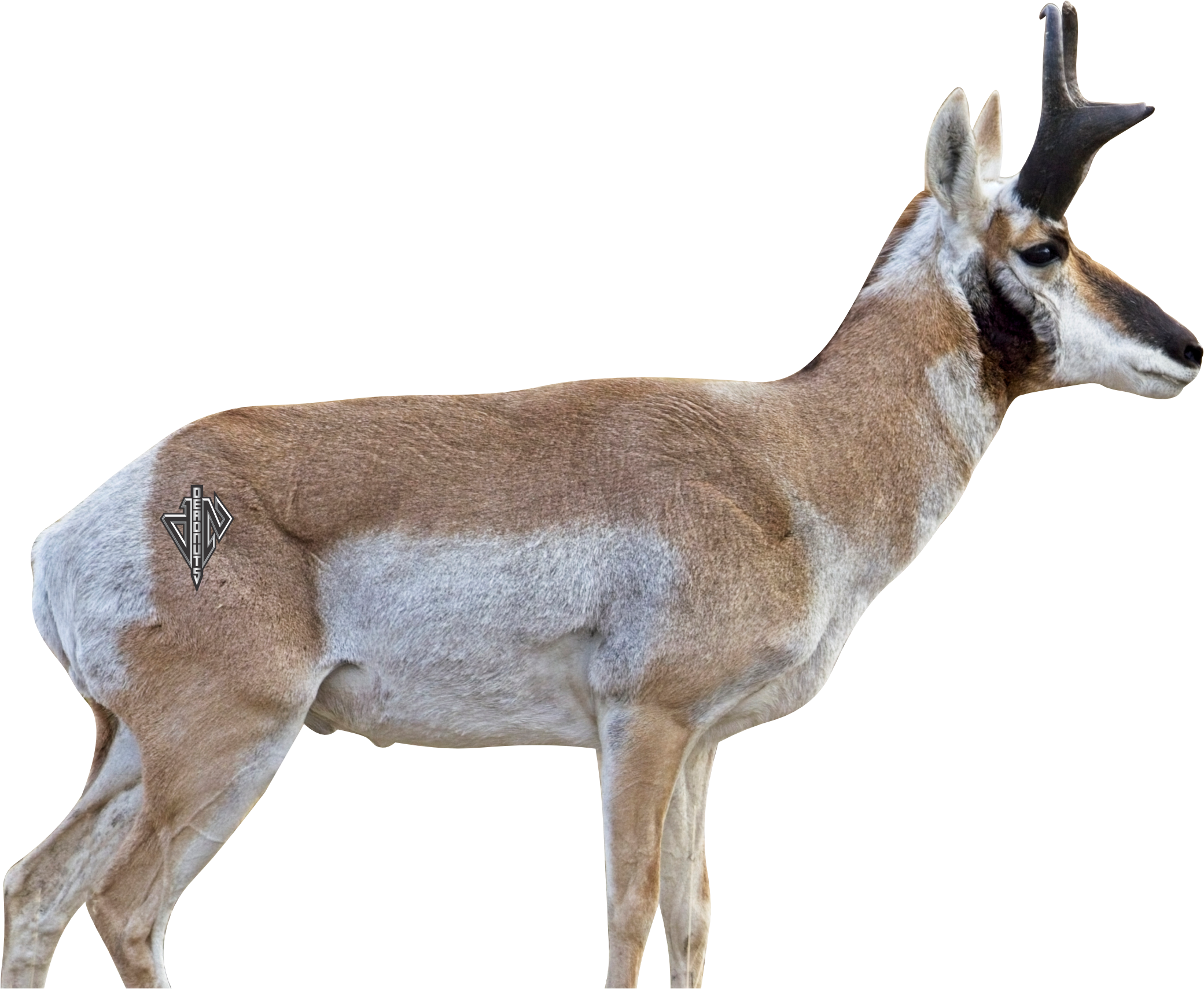 2D Broadside Pronghorn Buck