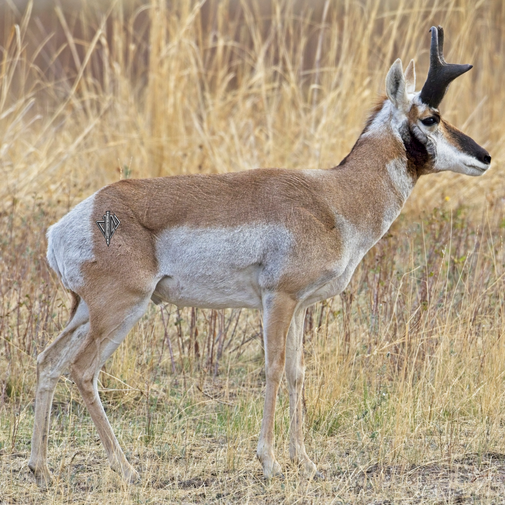 2D Broadside Pronghorn Buck