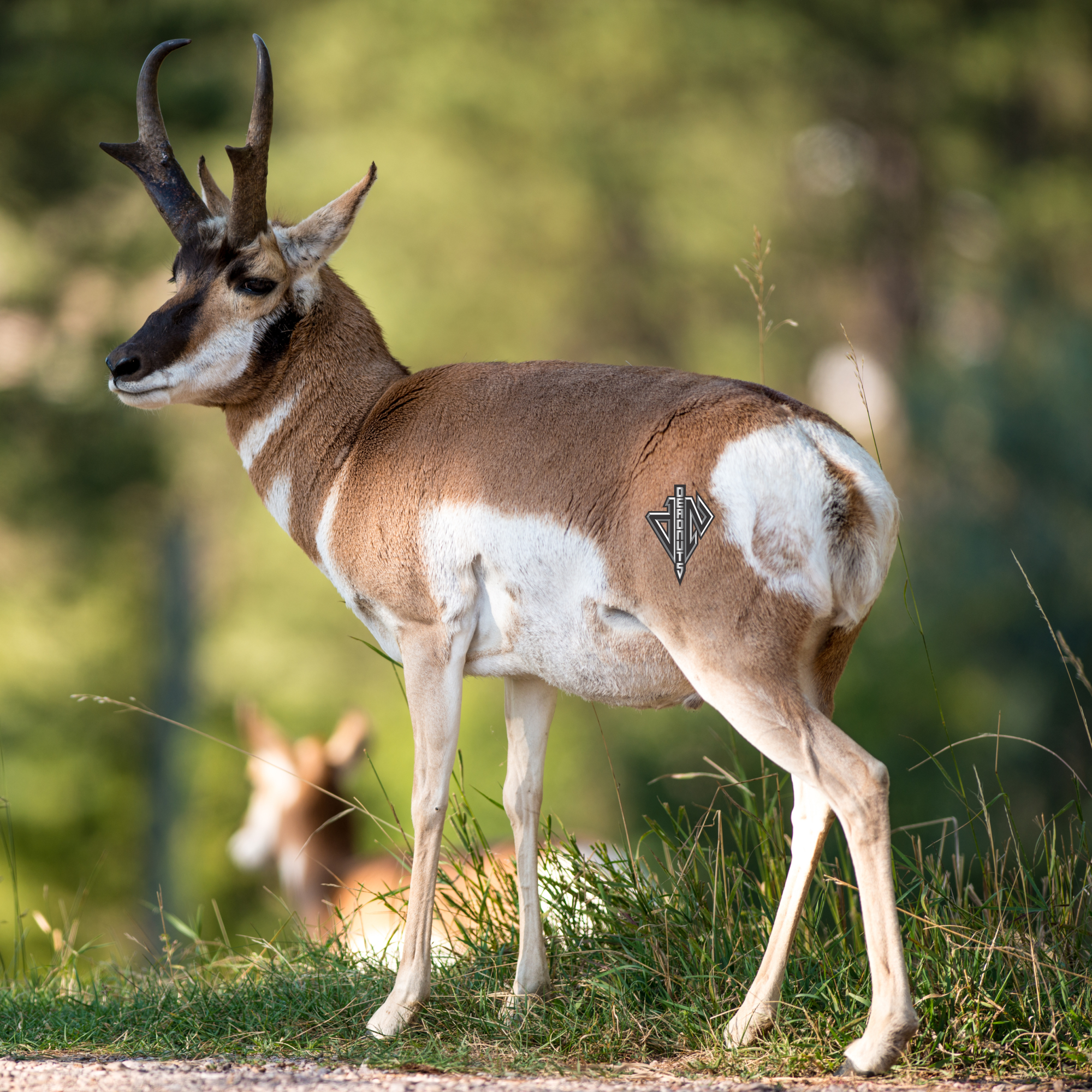 2D Quartering Away Pronghorn Buck