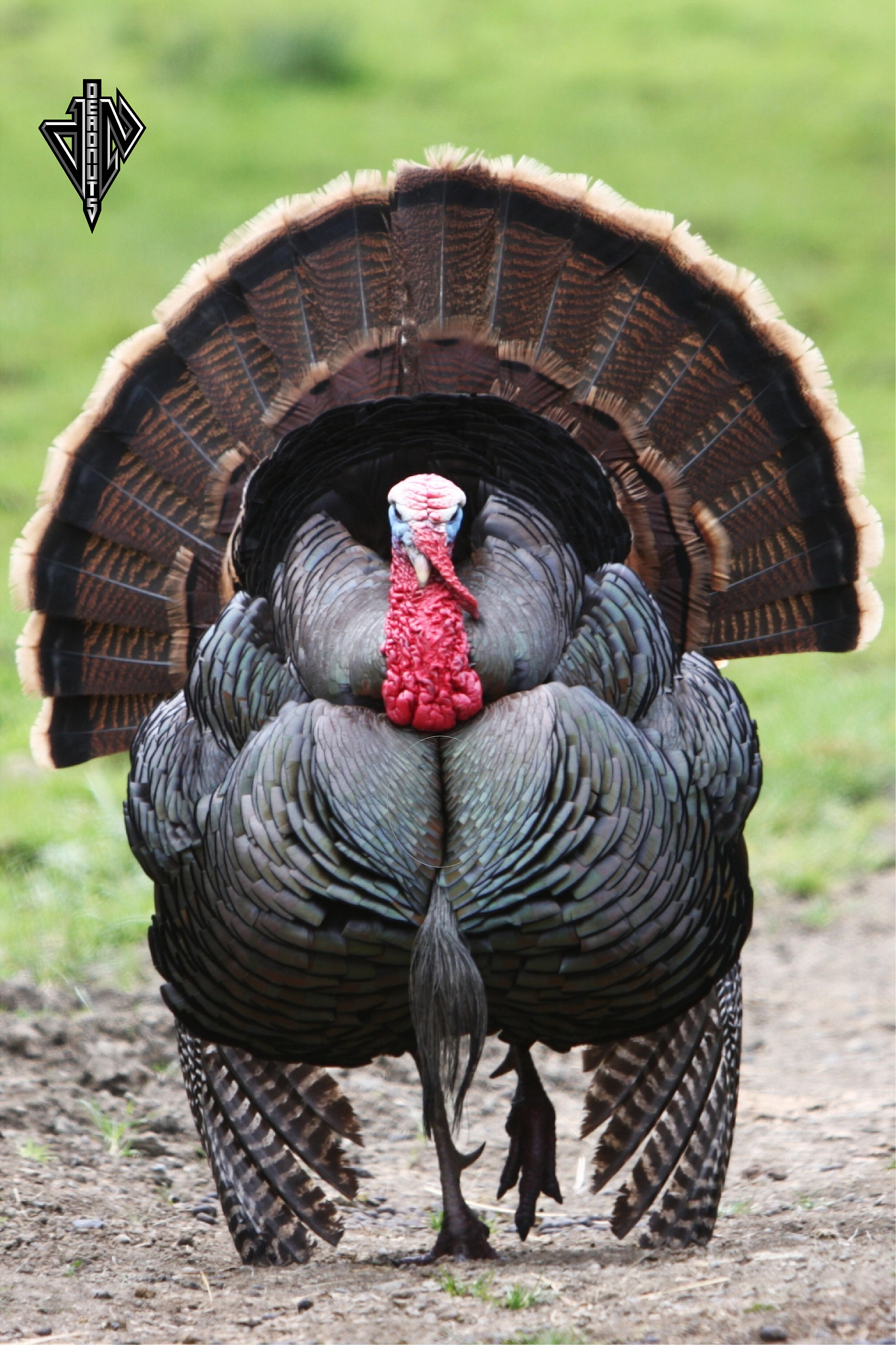 Frontal Turkey Mini Banner