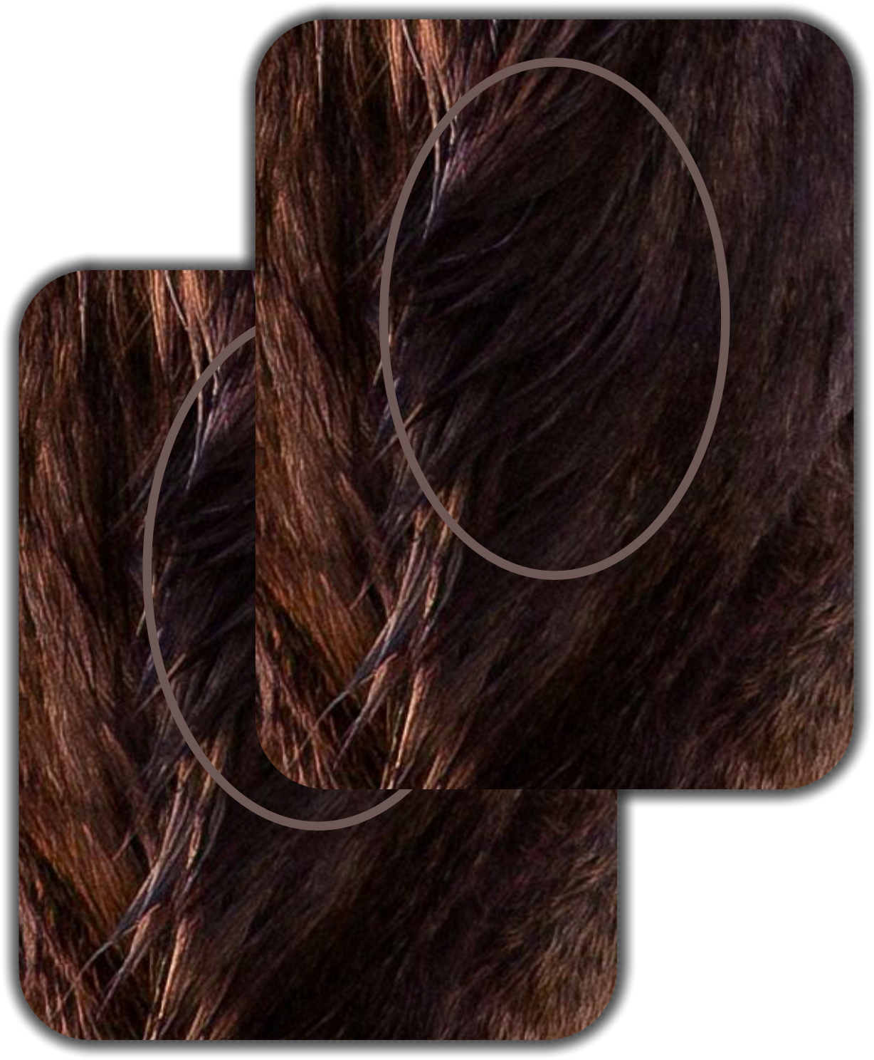 Elk 101 Signature Series Frontal Bull Elk Vital Zones