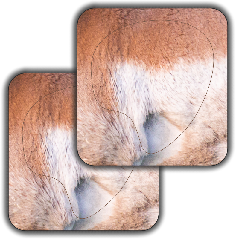 North American Pronghorn Foundation 2D Broadside Target Vital Zones