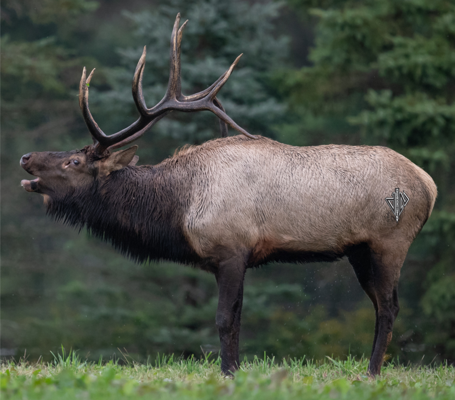 2D Bull Elk Broadside Target