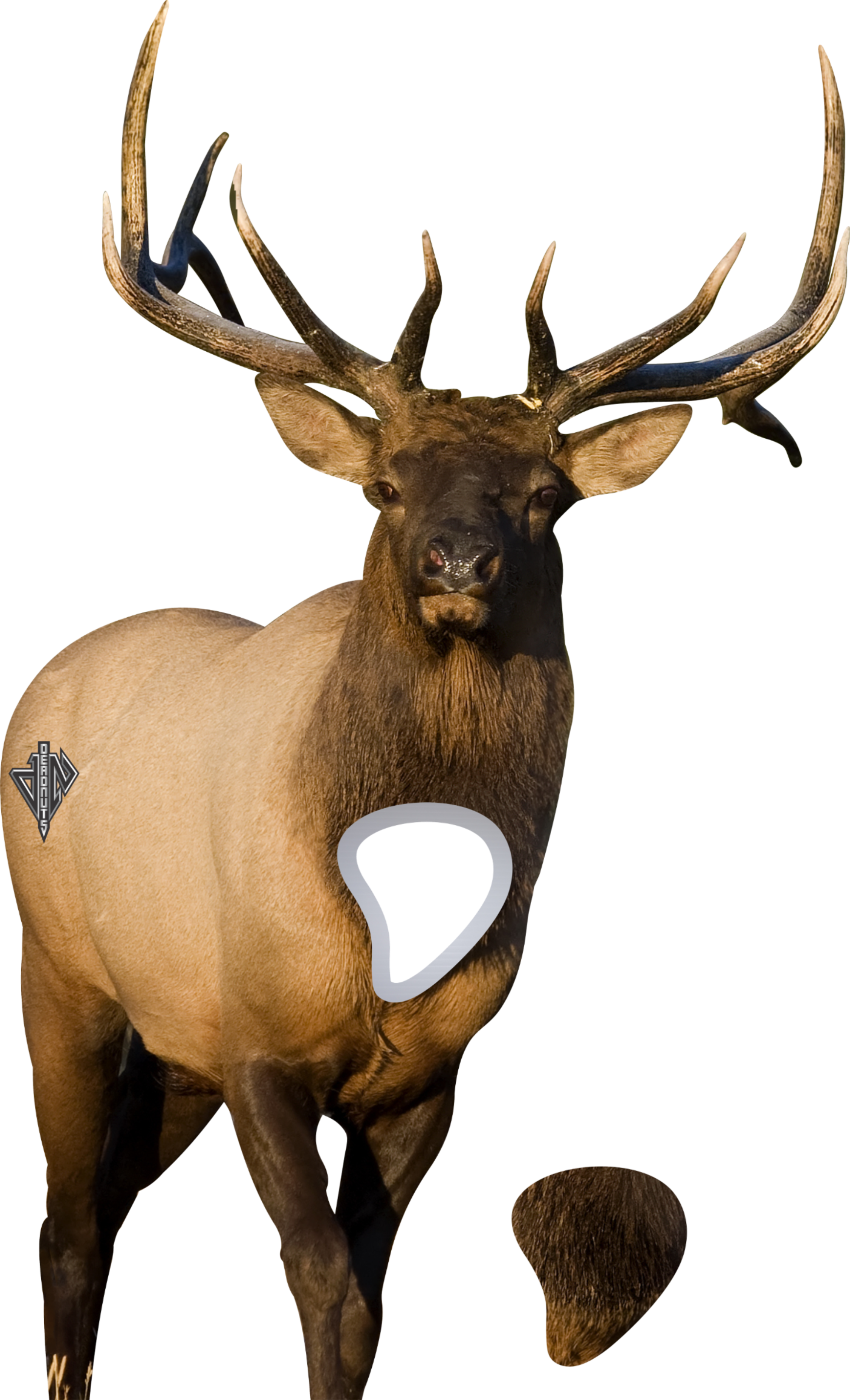 2D Bull Elk Frontal