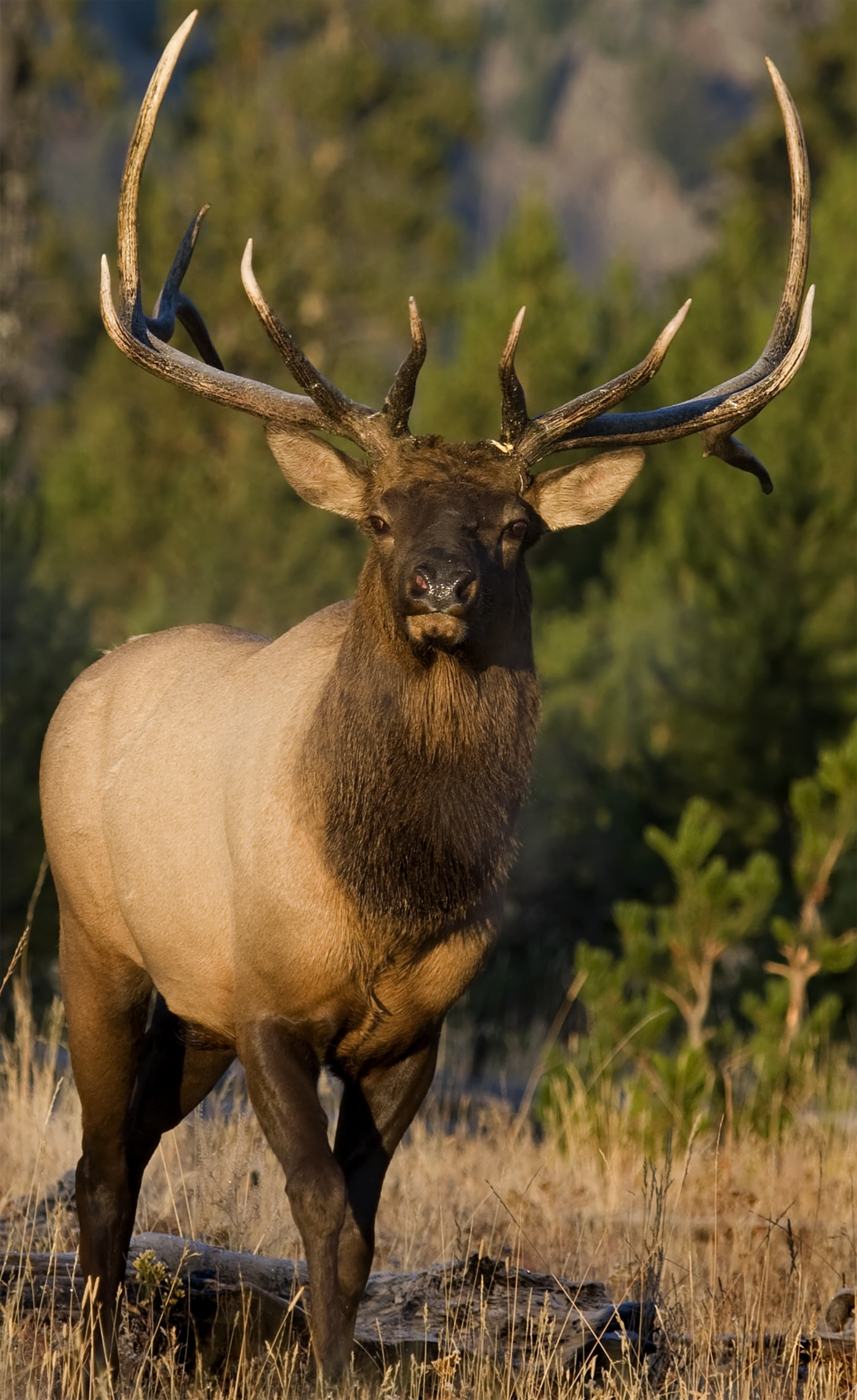 2D Bull Elk Frontal