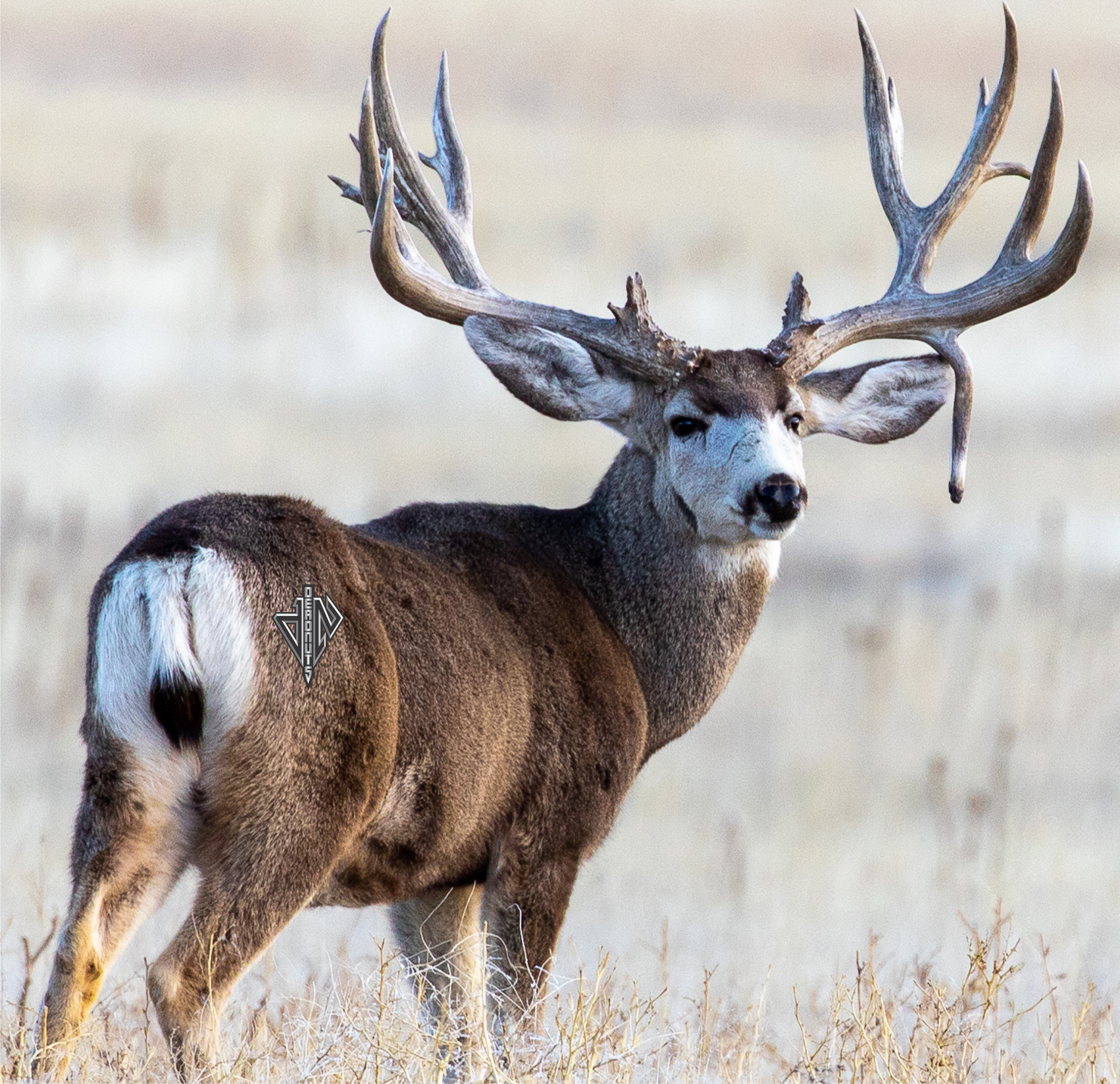 2D Mule Deer Quartering Away Target