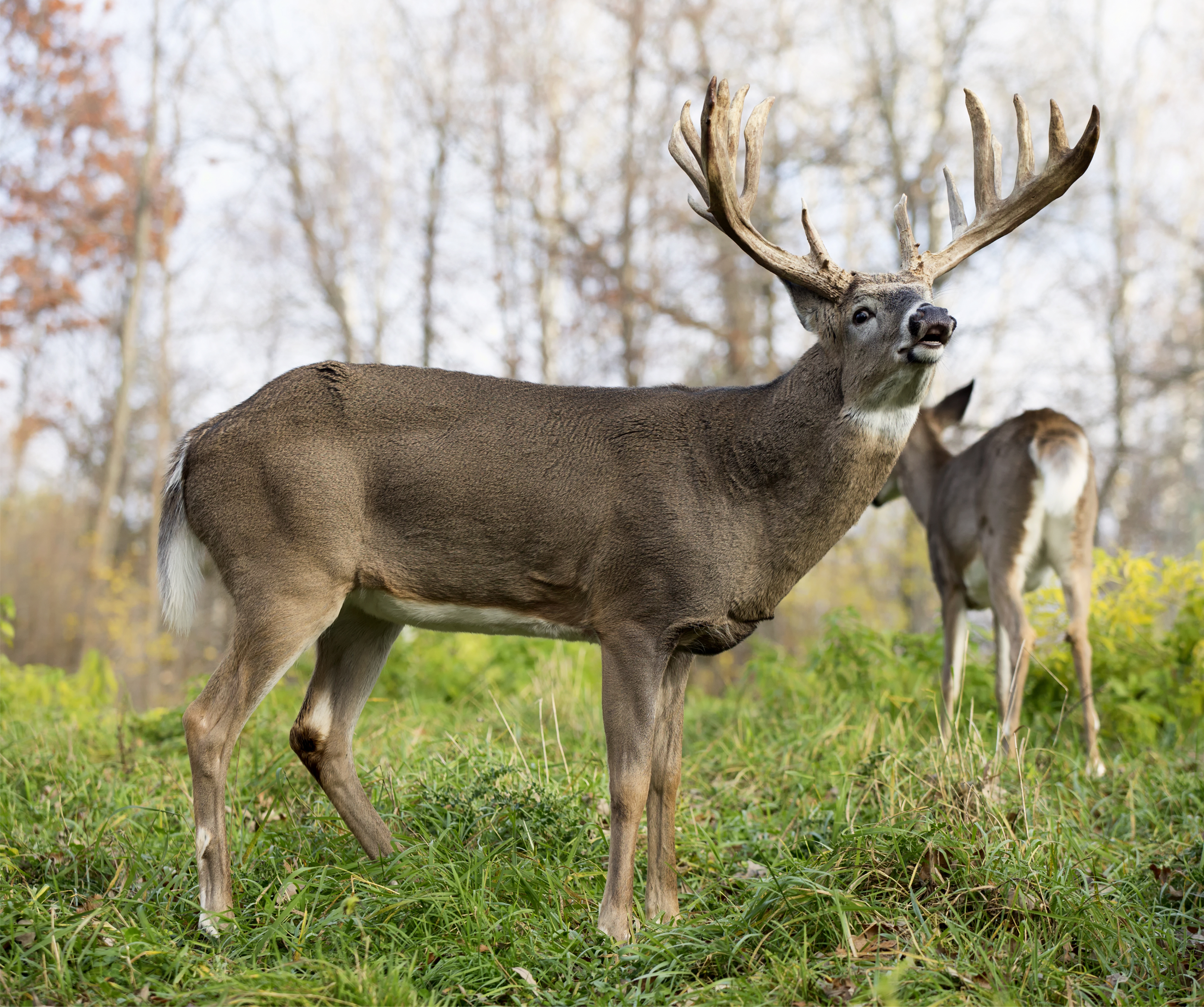 2D Whitetail Broadside Target