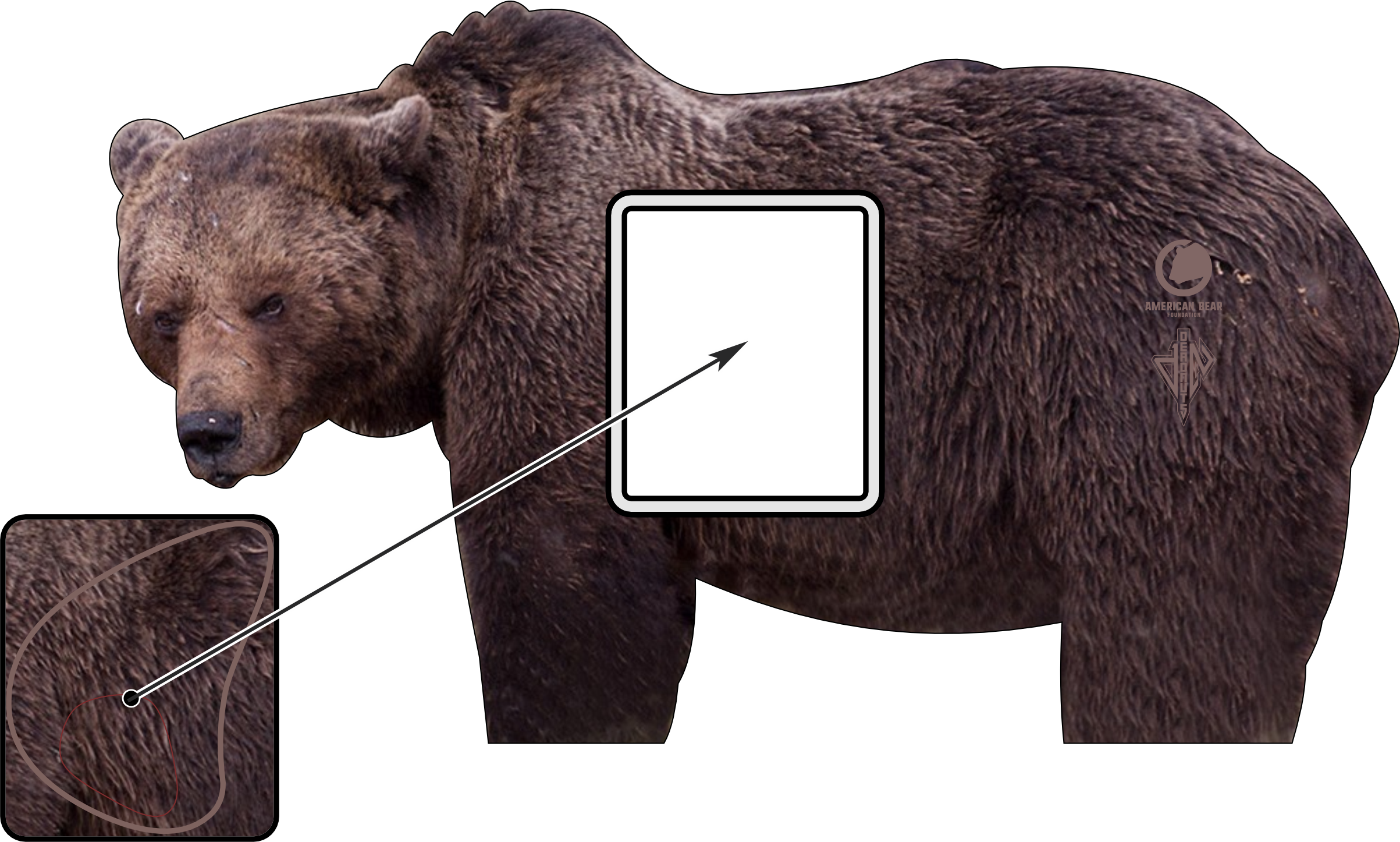 American Bear Foundation Conservation Series 2D Grizzly Bear Target