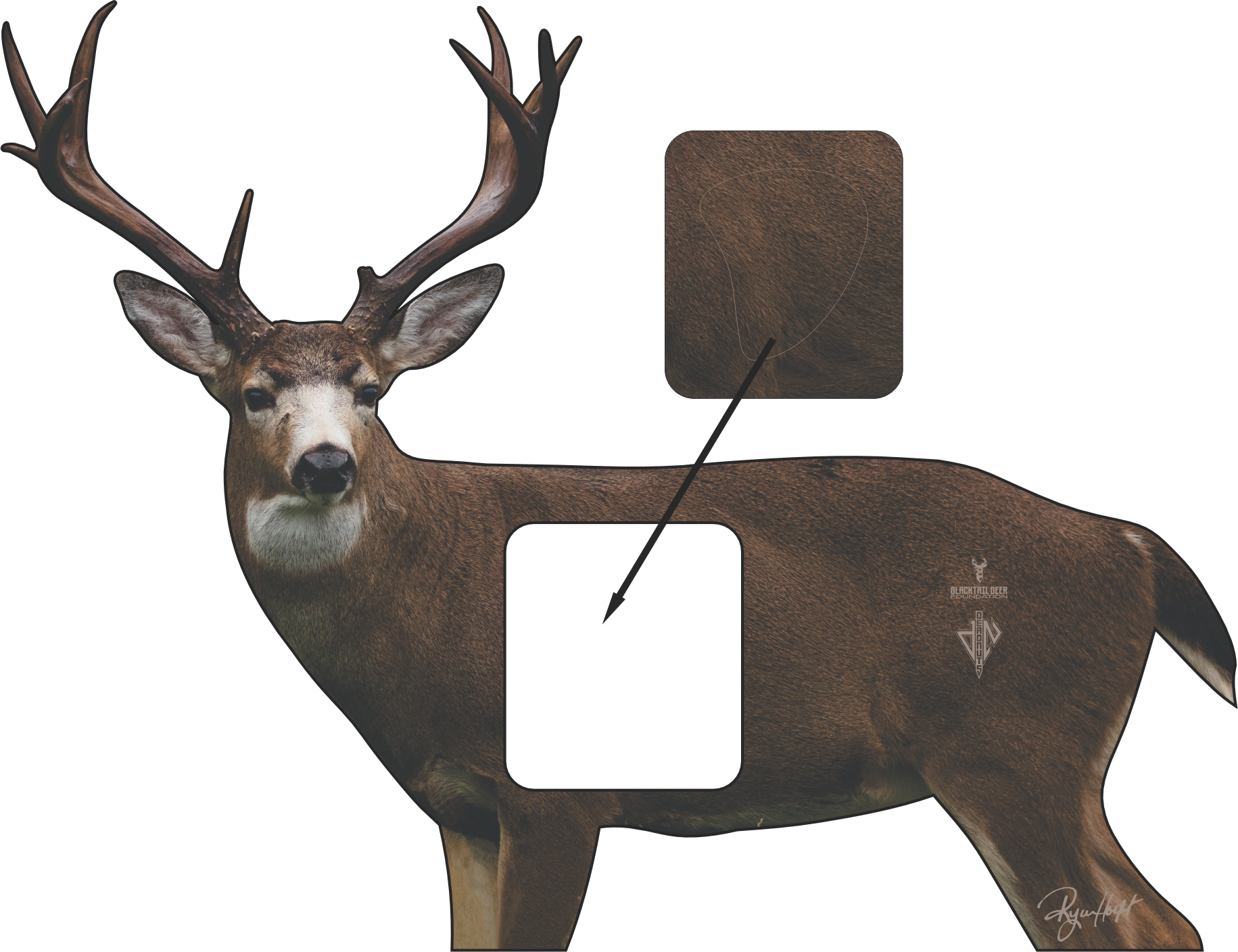 Blacktail Deer Foundation Conservation Series 2D Target 2026