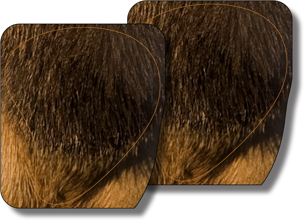 Bull Elk Frontal Vital Zone