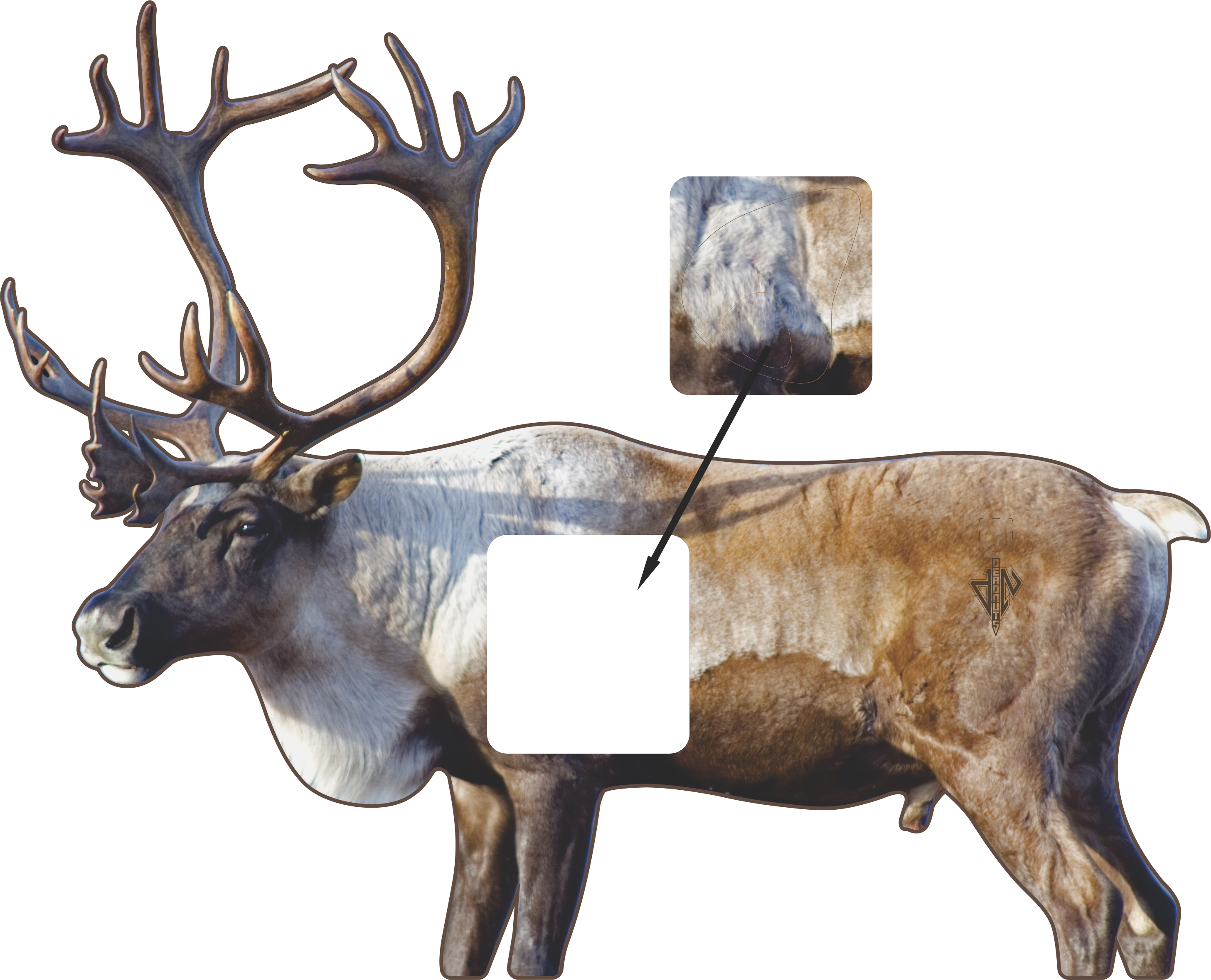 2D Caribou Broadside Target