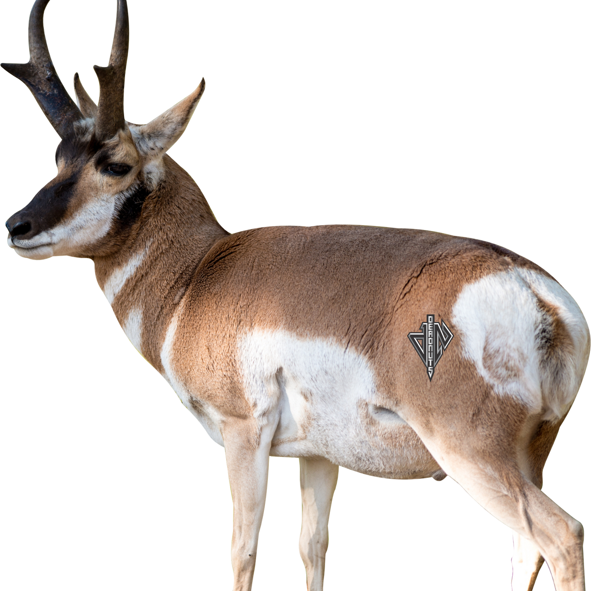 2D Quartering Away Pronghorn Buck