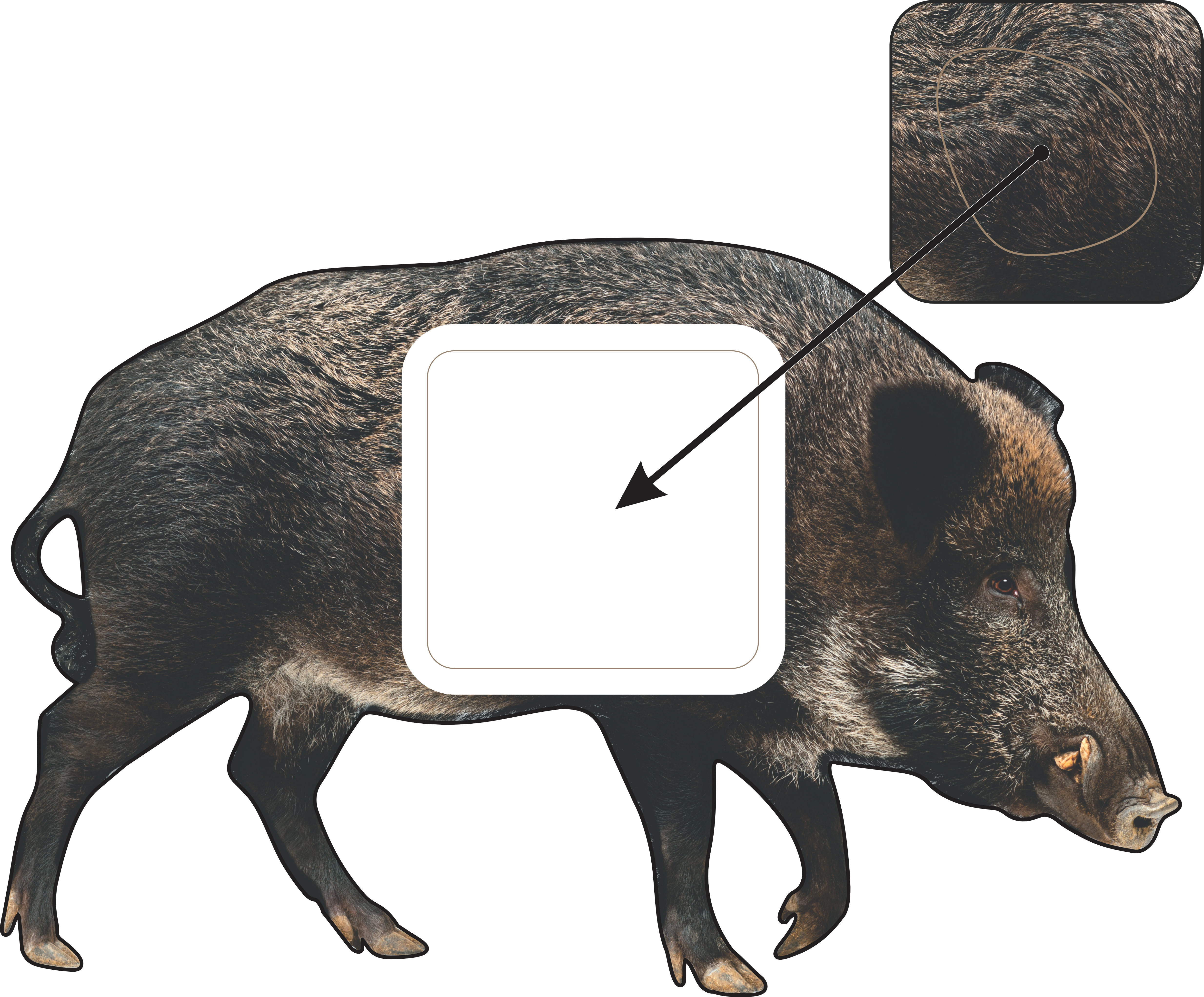 2D Wild Boar Broadside Target