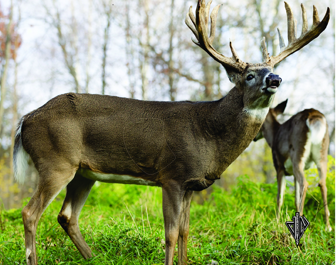 Deadnuts Whitetail Broadside Lifesize Banner Target