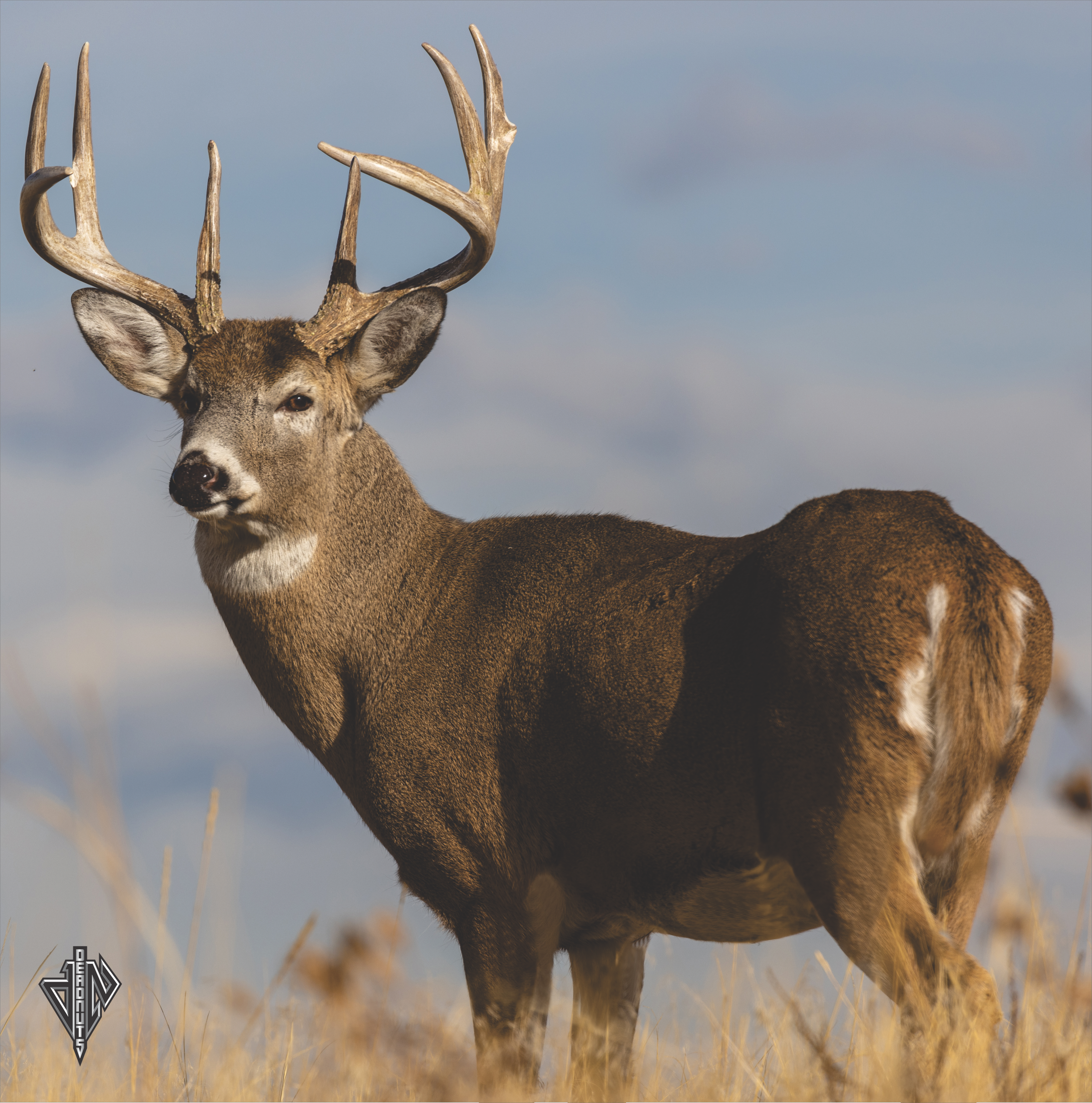 2D Whitetail "Willy" Quartering Away Target