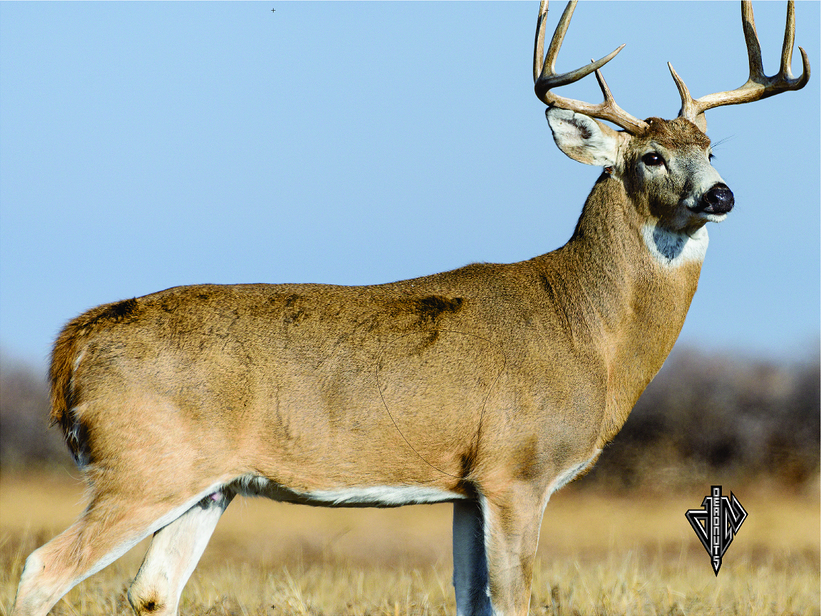 Deadnuts Whitetail "Willy"  Broadside Lifesize Banner Target