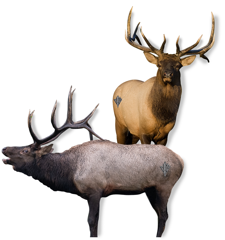Elk Bundle (Frontal Bull, Broadside Bull)
