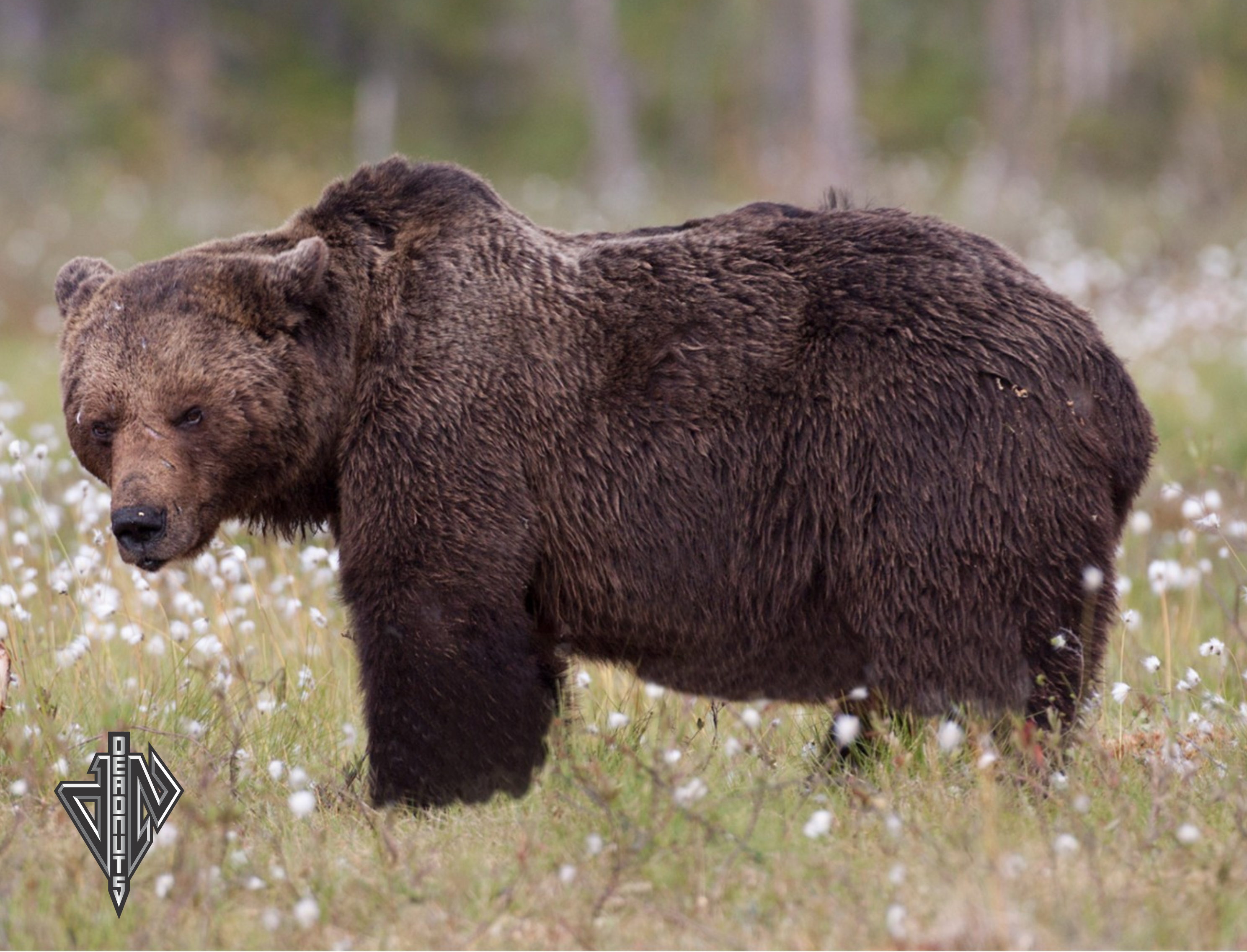 2D Grizzly Bear Broadside