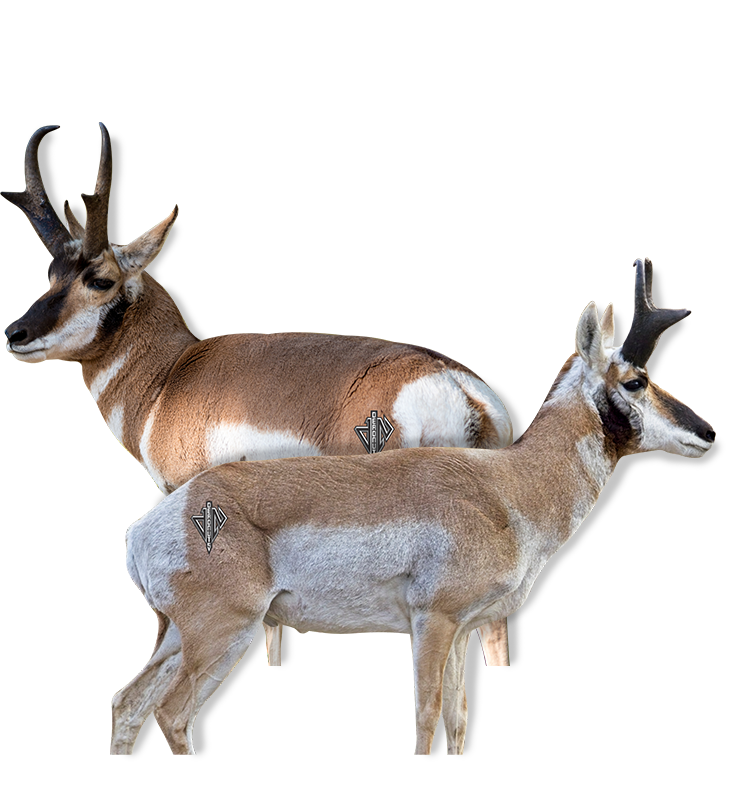 Pronghorn Bundle (Broadside Pronghorn, Quartering Away Pronghorn)