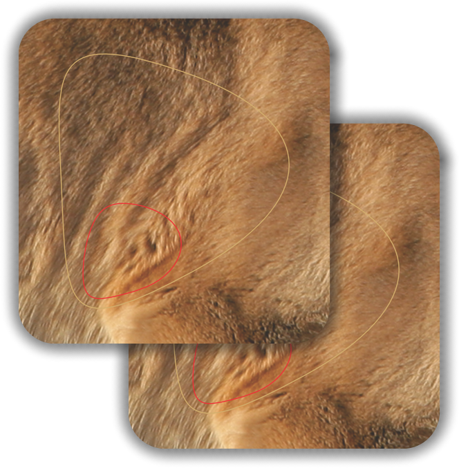 2D Mountain Lion Broadside Vital Zones