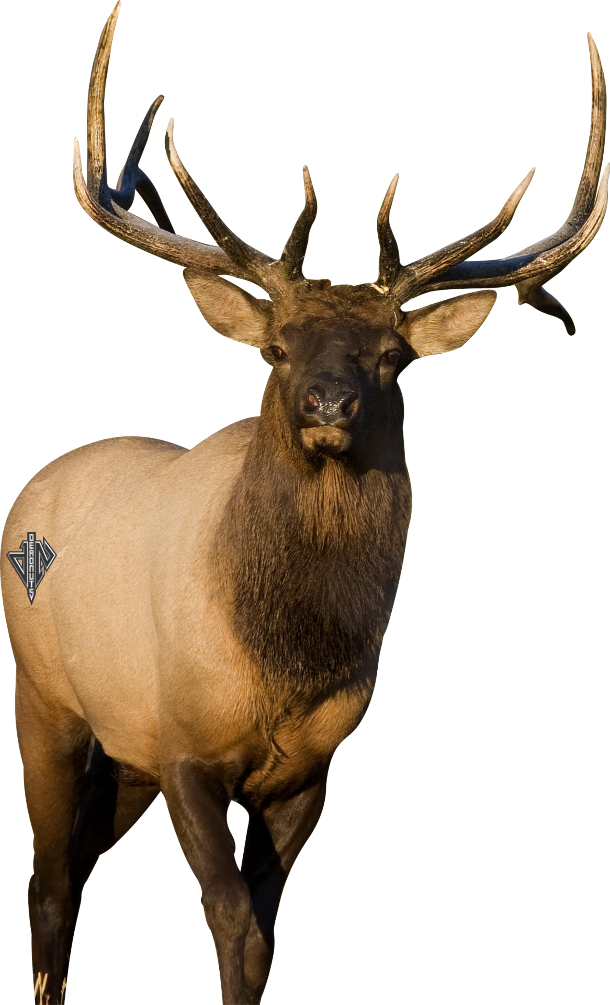 2D Bull Elk Frontal