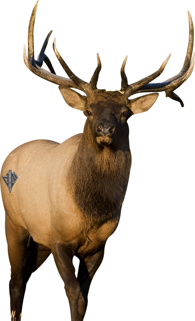 2D Bull Elk Frontal