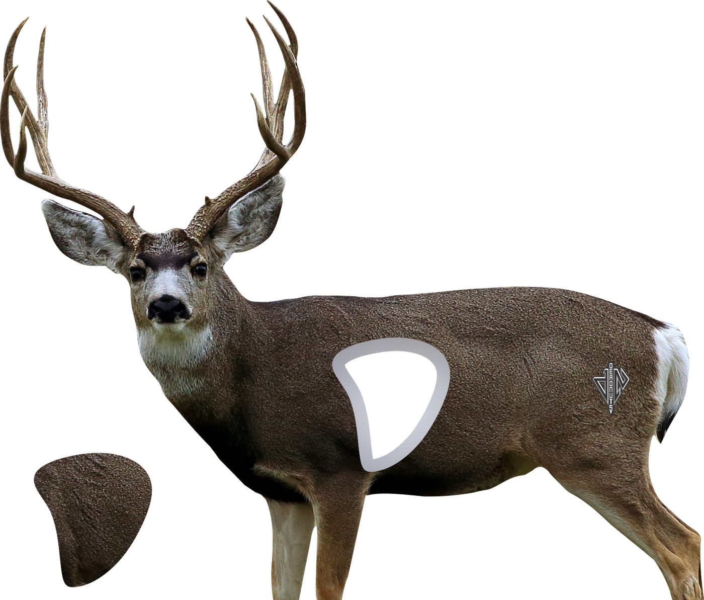 2D Mule Deer Broadside Target
