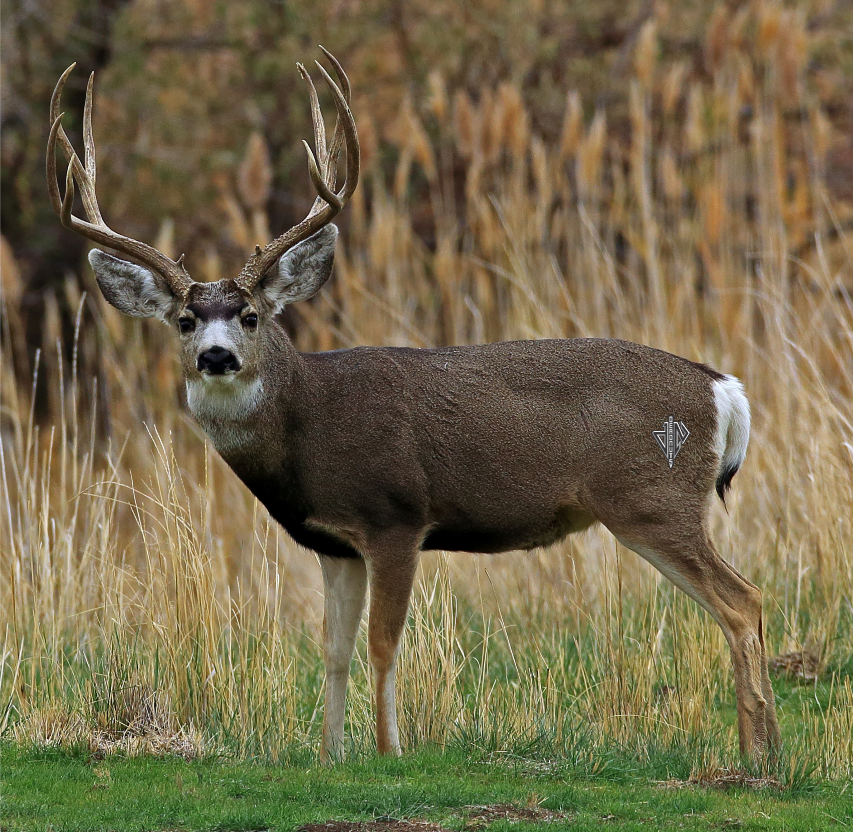 2D Mule Deer Broadside Target