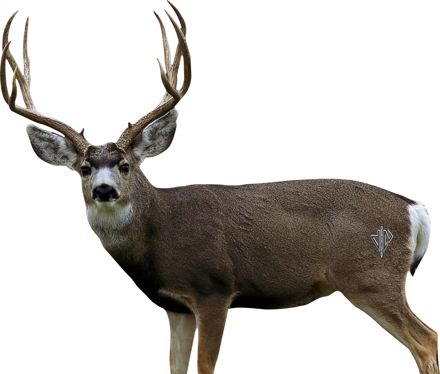 2D Mule Deer Broadside Target